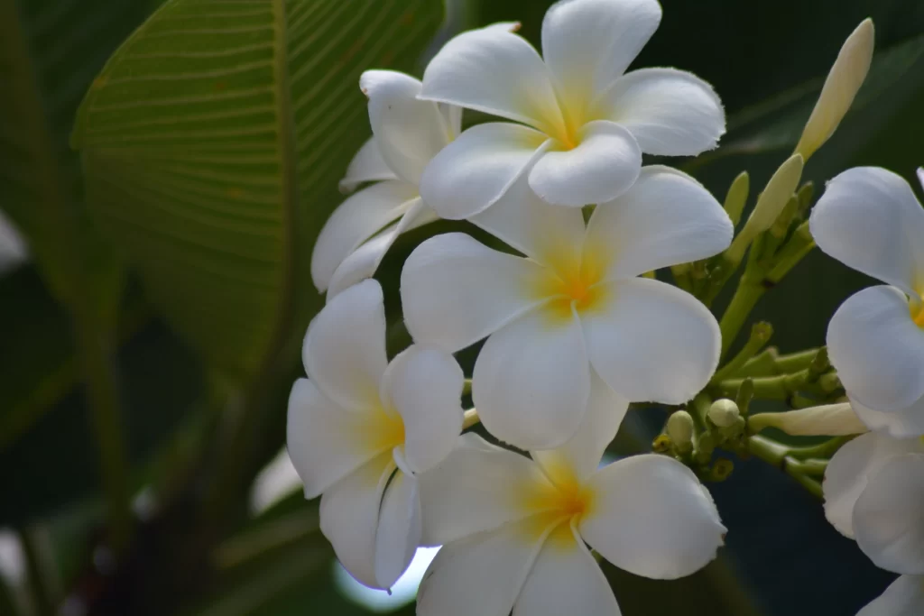 White Plumeria Petals Yellow Center Green gray Leaves