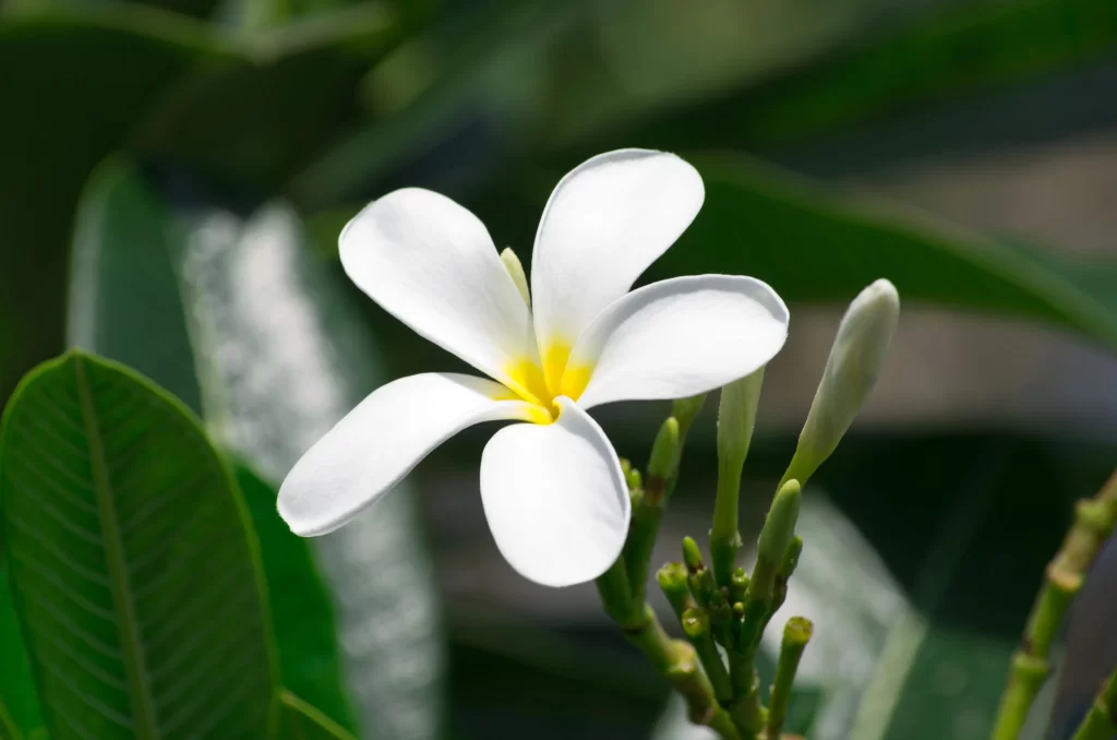 White Plumeria Petals Yellow Center Green gray Leaves