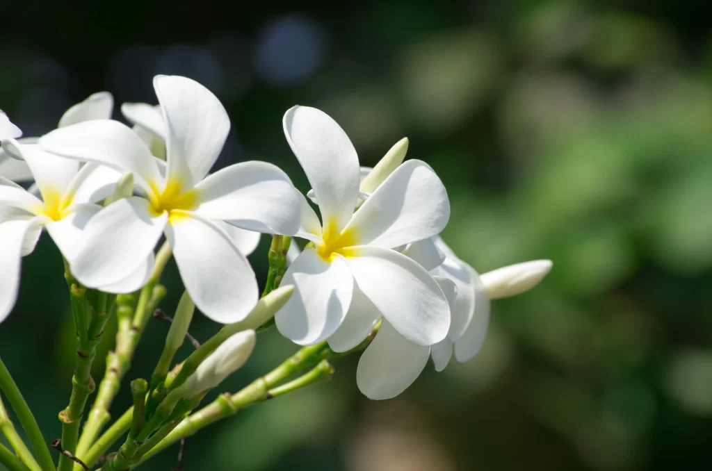 White Plumeria Petals Yellow Center Green Stem