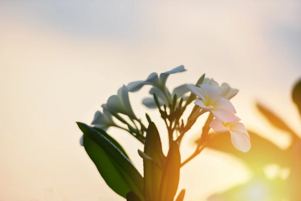 White Plumeria Petals Yellow Center Green gray Leaves