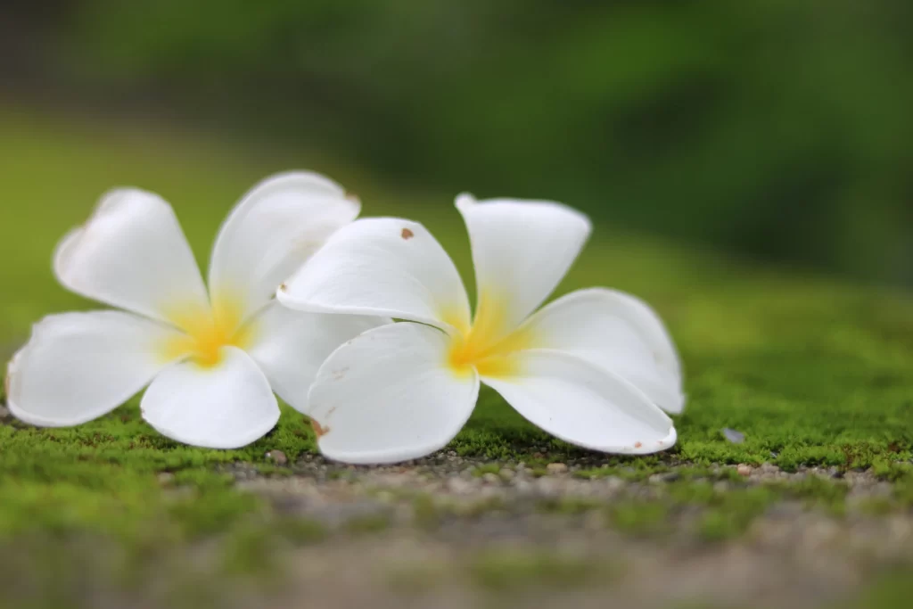 White Plumeria Petals Yellow Center Green Moss