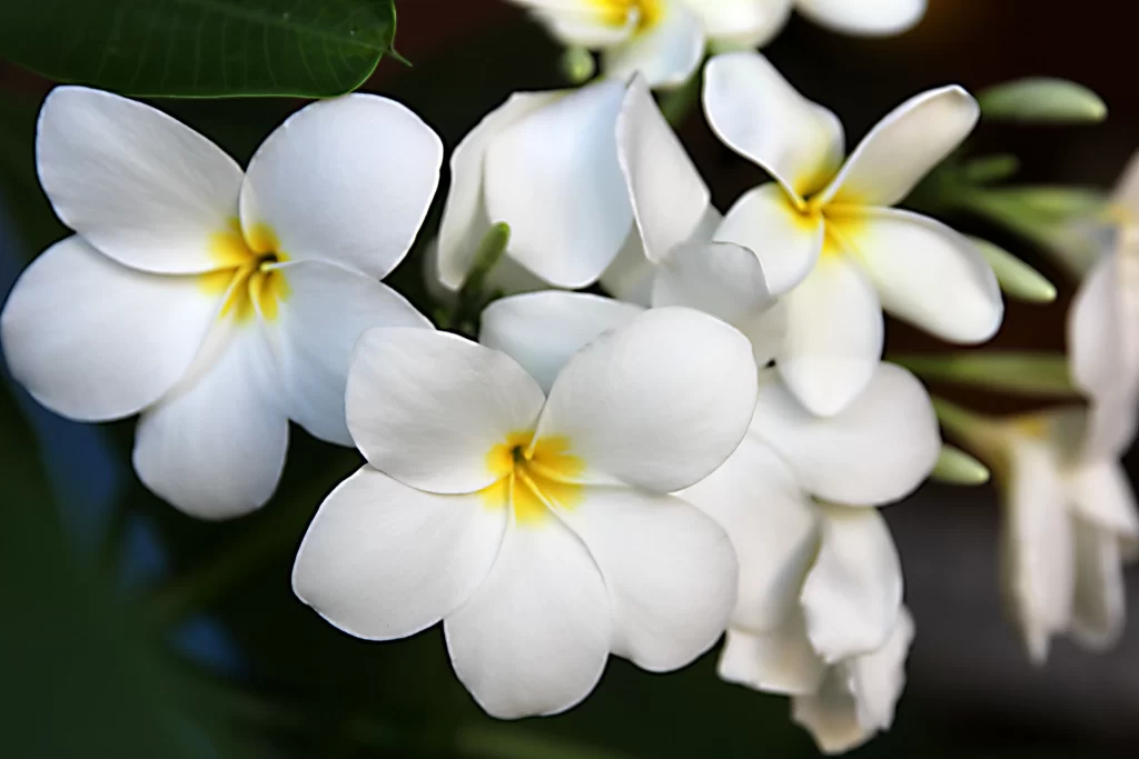 White Plumeria Petals Yellow Center Green gray Leaves