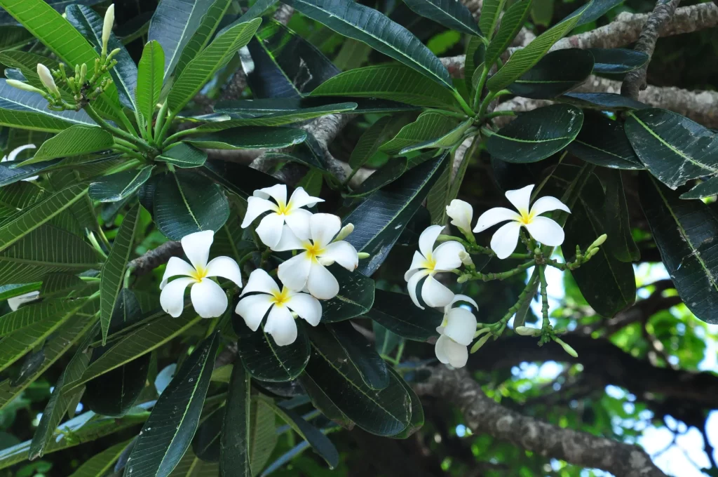 White Plumeria Petals Yellow Center Green gray Leaves
