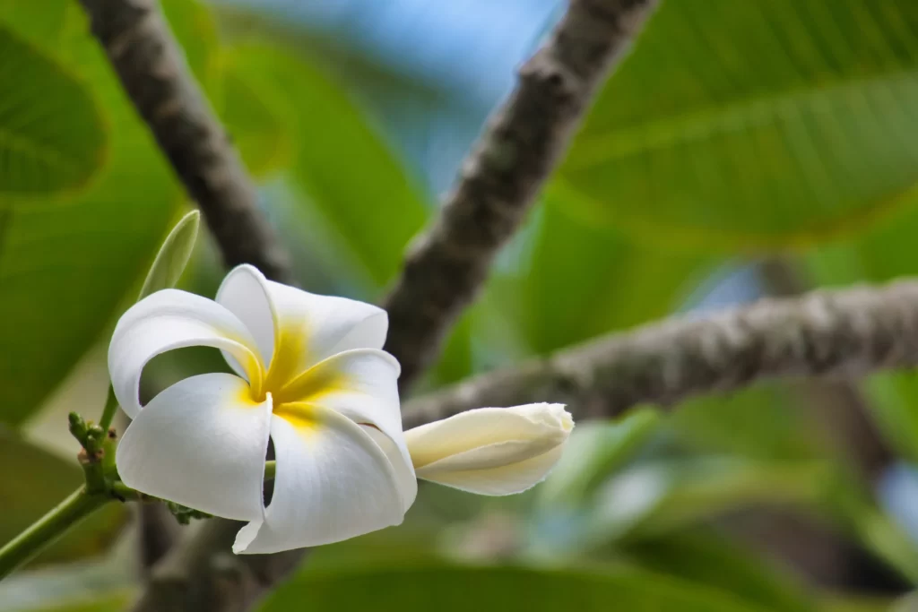 White Plumeria Petals Yellow Center Green warm Leaves