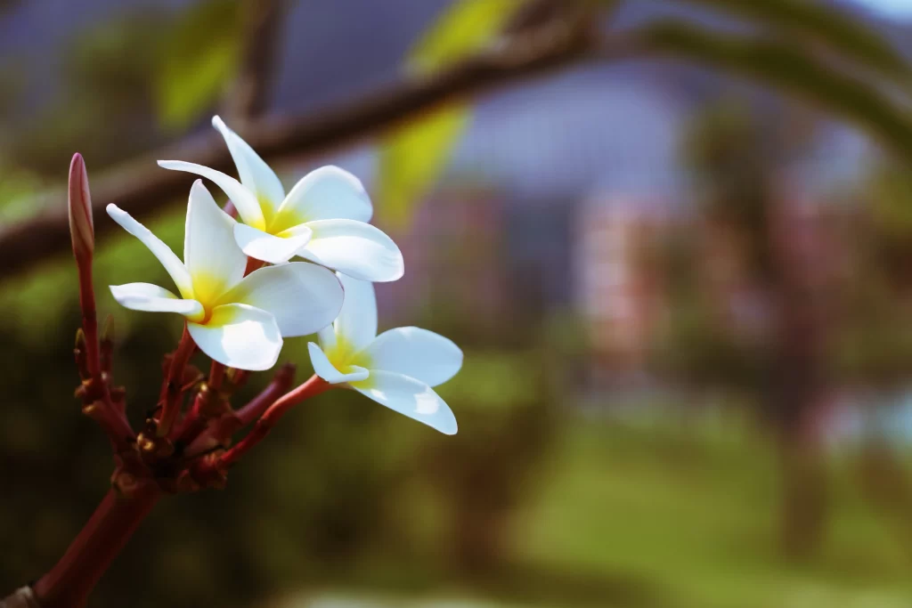 White Plumeria Petals Yellow Center gray Branch