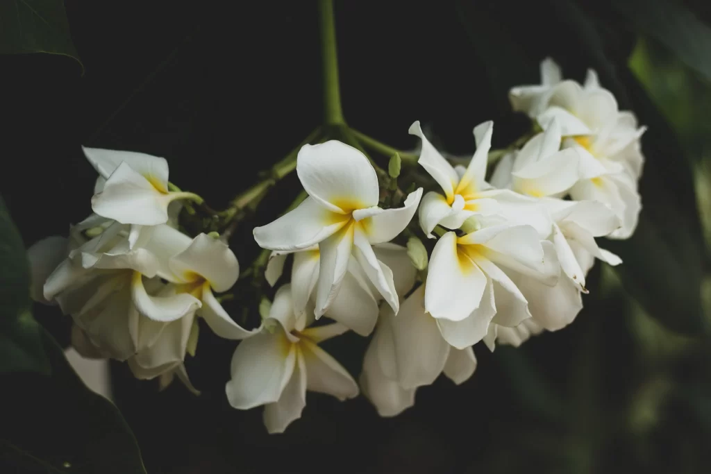 White Plumeria Petals Yellow Center Blooming