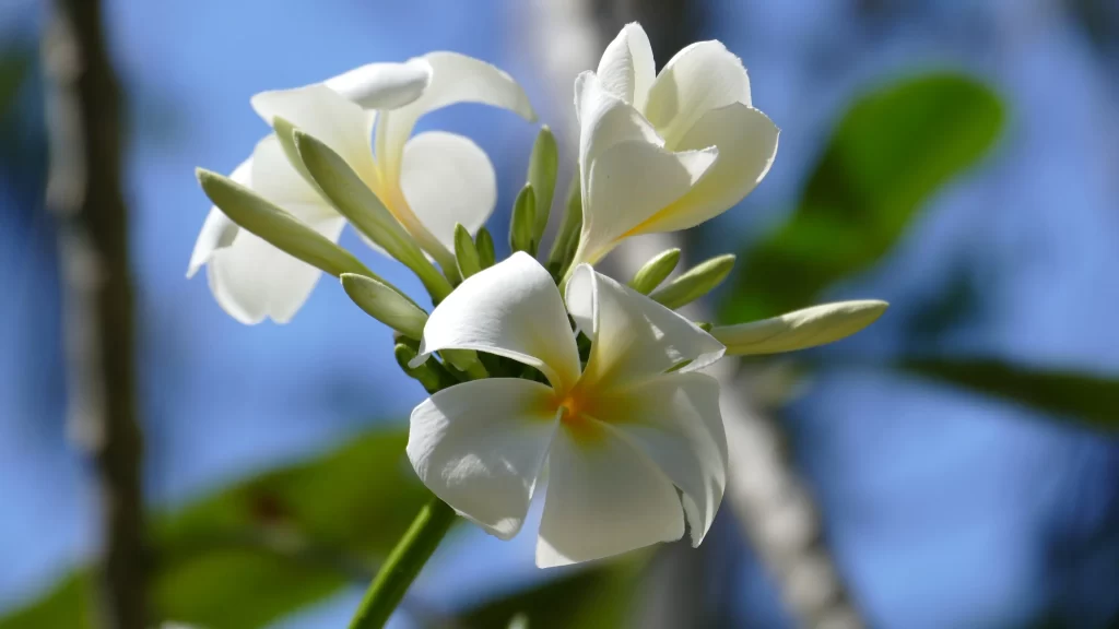 White Plumeria Petals Yellow Center Green gray Leaves
