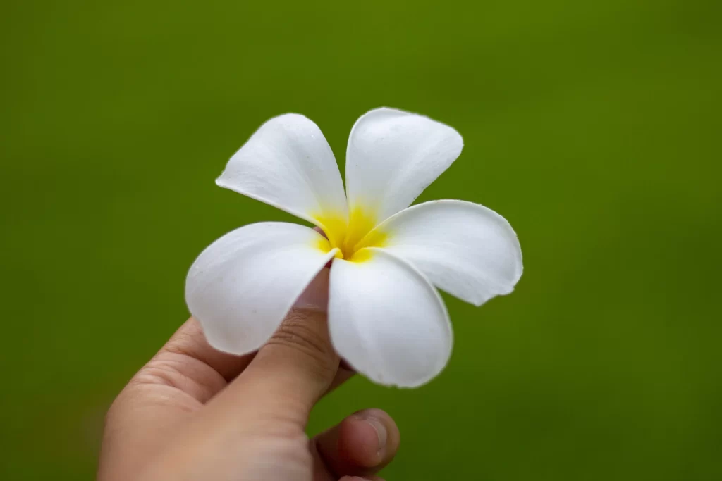 White Plumeria Petals Yellow Center Green Background
