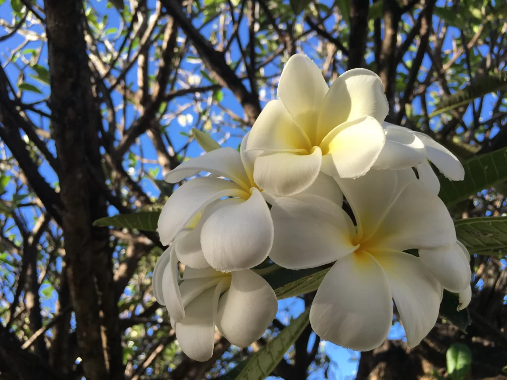 White Plumeria Petals Yellow Center Sunlit Branches