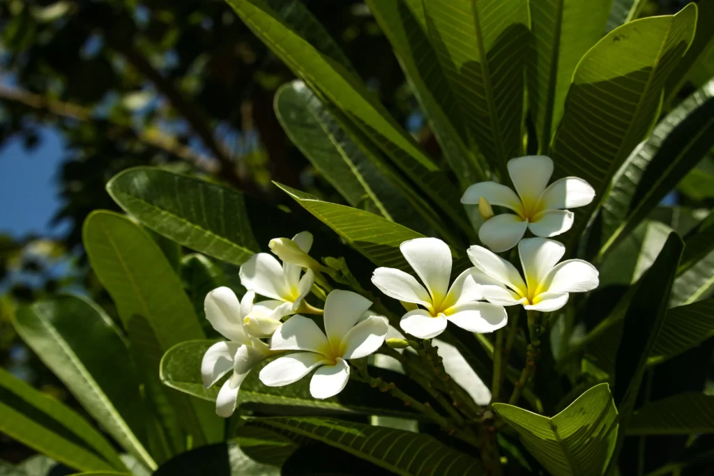 White Plumeria Petals Yellow Center Green warm Leaves