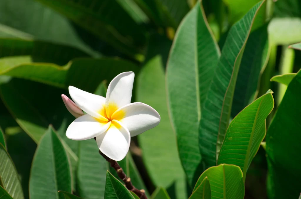 White Plumeria Petals Yellow Center Green warm Leaves