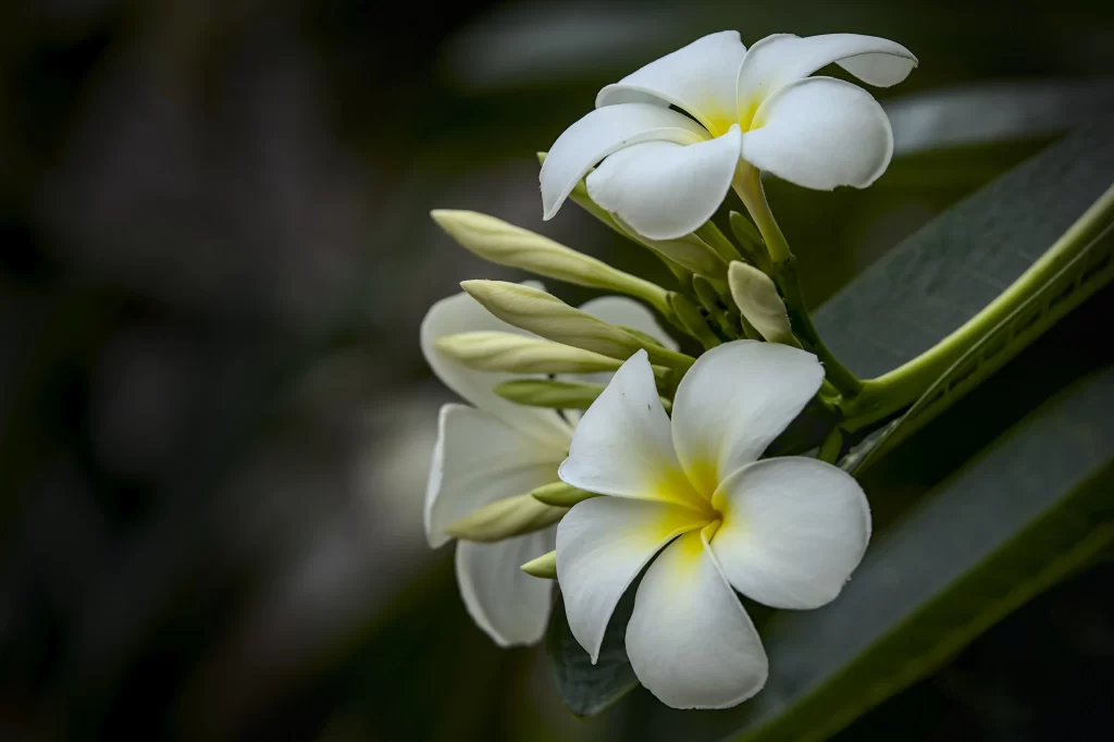 White Plumeria Petals Yellow Center Green gray Leaves