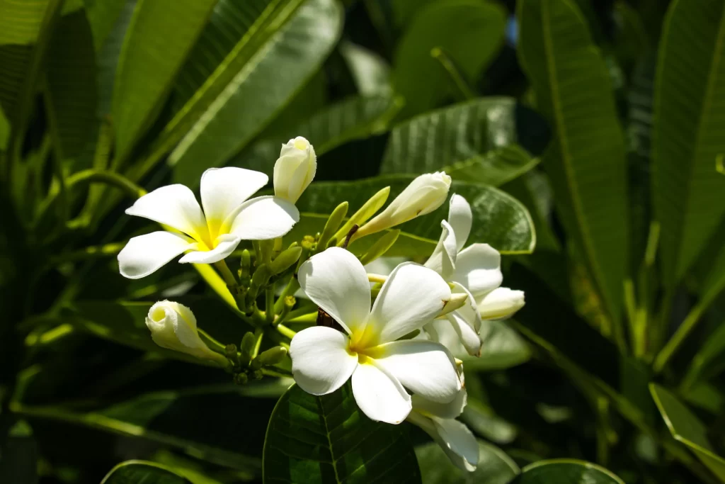 White Plumeria Petals Yellow Center Green warm Leaves