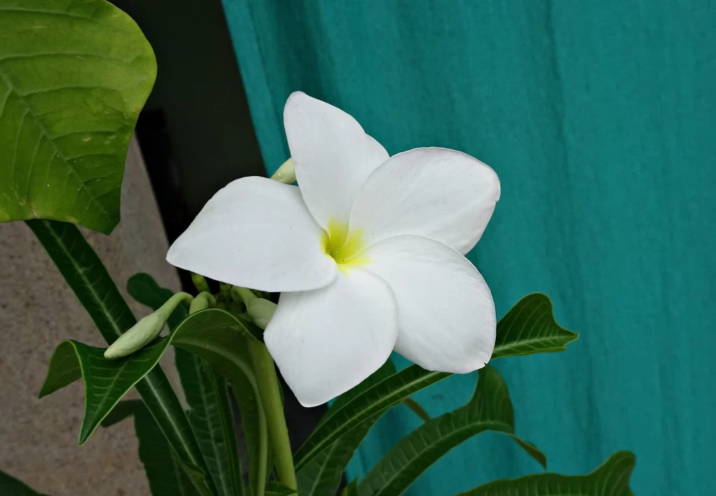 White Plumeria Petals Yellow Center Green cool Leaves