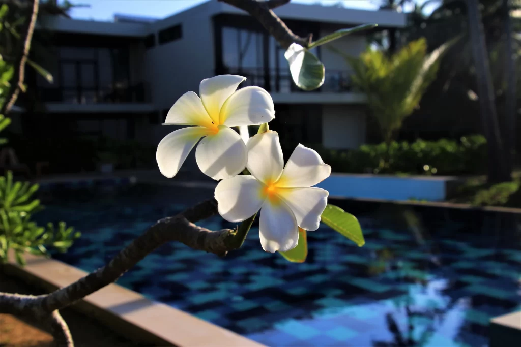 White Plumeria Petals Yellow Center gray Branch
