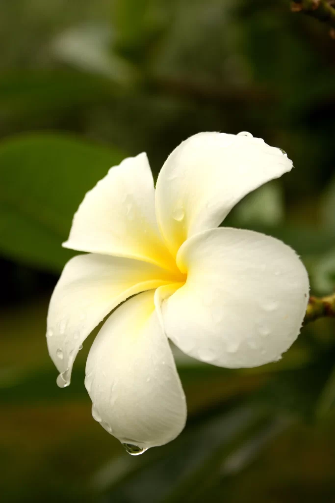 White Plumeria Petals Yellow Center warm Dewdrops