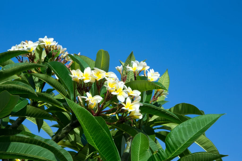 White Plumeria Petals Yellow Center Green Leaves Blue cool Sky
