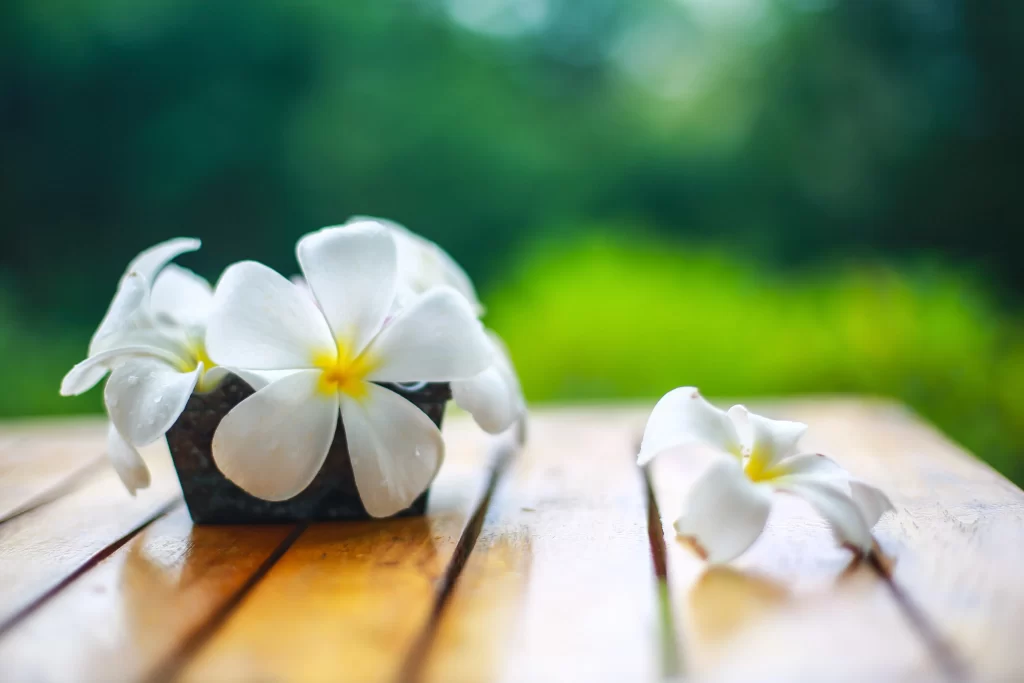 White Plumeria Petals Yellow Center Wooden Table