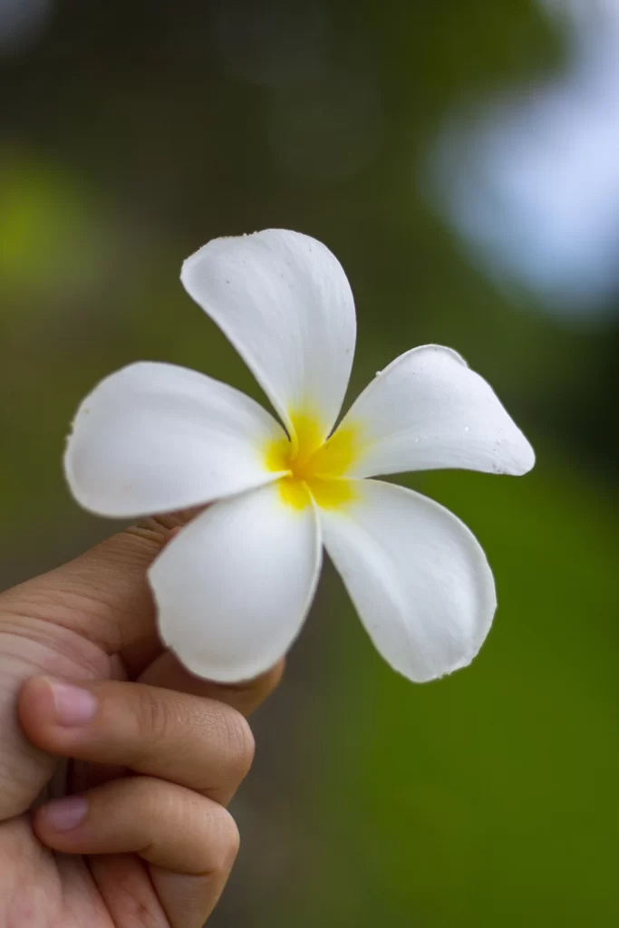 White Plumeria Petals Yellow Center gray Dewdrops