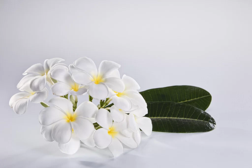 White Plumeria Petals Yellow Center Green Leaves