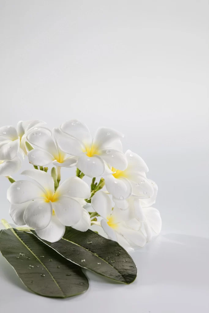 White Plumeria Petals Yellow Center Dewdrops Green Leaves