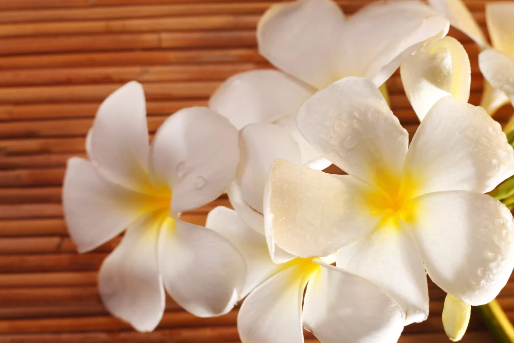White Plumeria Petals Yellow Center warm Dewdrops