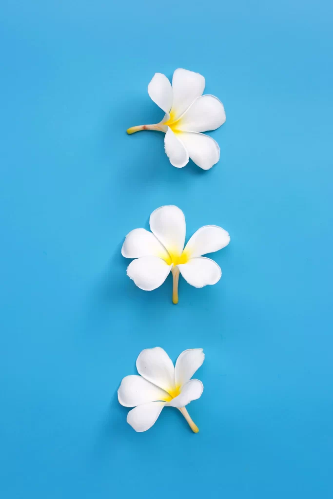 White Plumeria Petals Yellow Center Blue Background