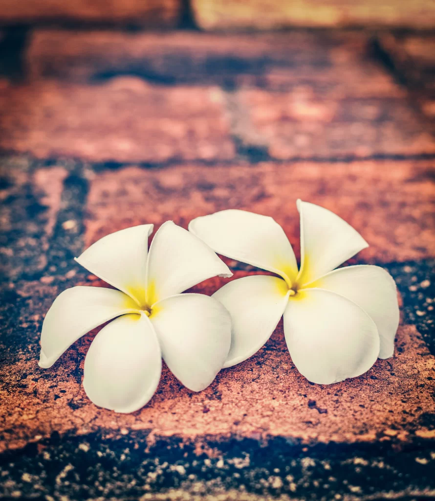 White Plumeria Petals Yellow Center Brick Surface