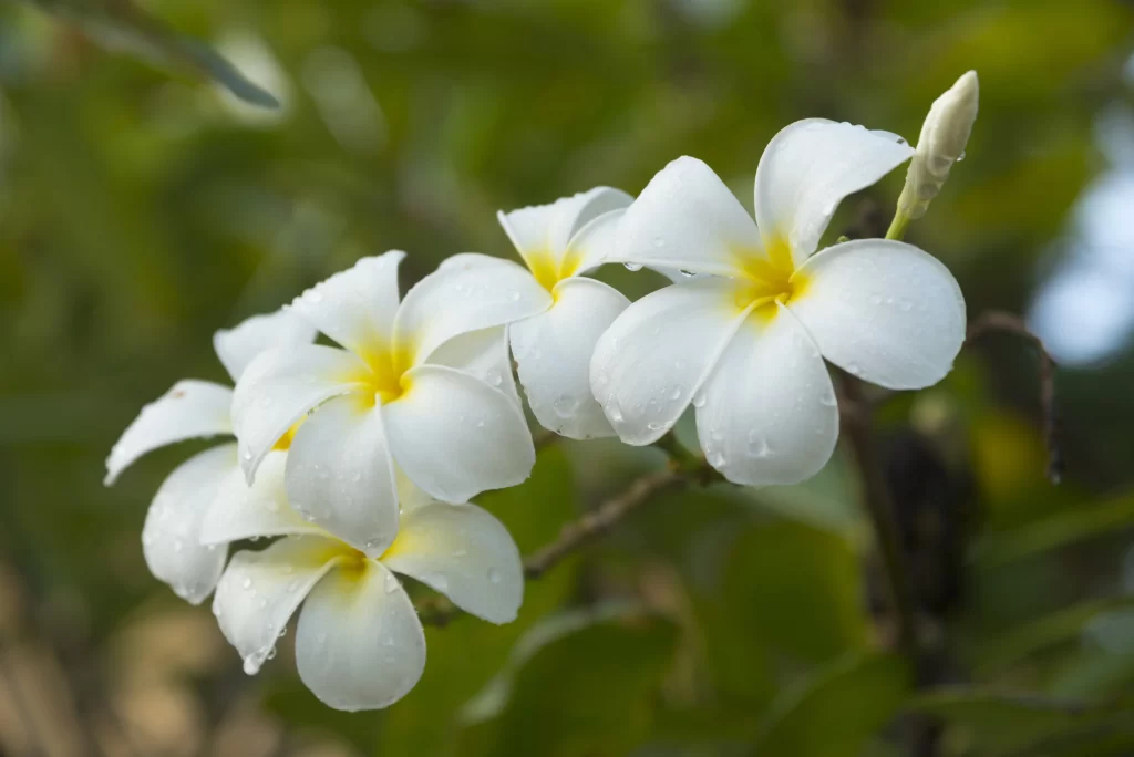 White Plumeria Petals Yellow Center warm Dewdrops