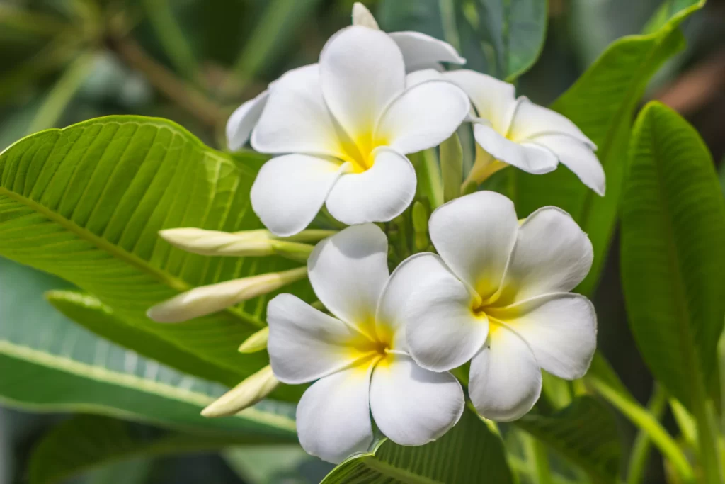 White Plumeria Petals Yellow Center Green warm Leaves