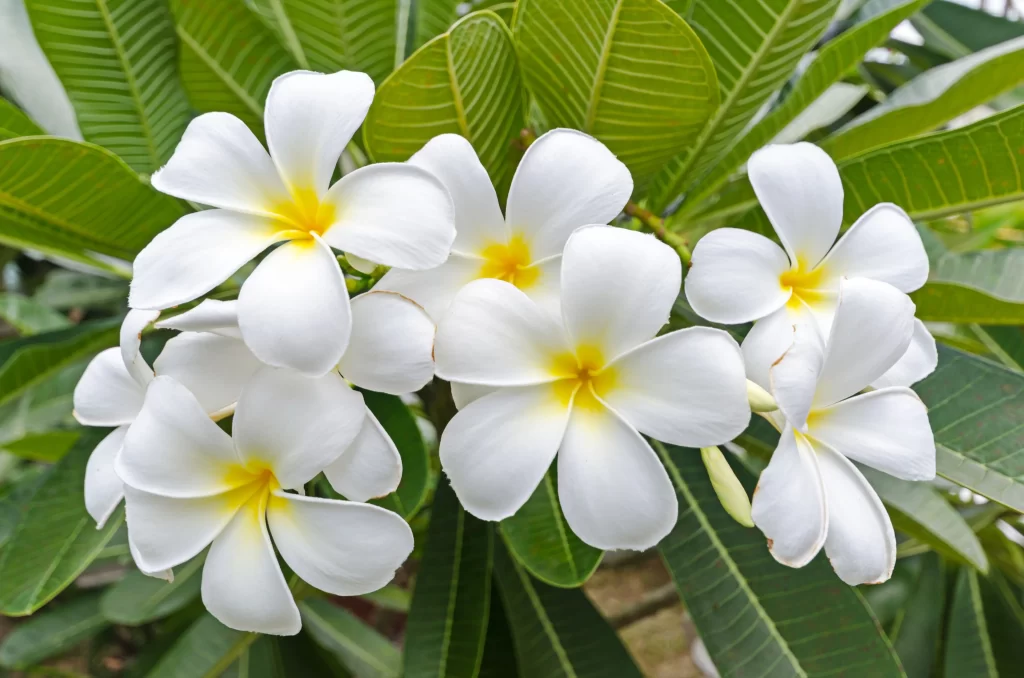 White Plumeria Petals Yellow Center Green warm Leaves