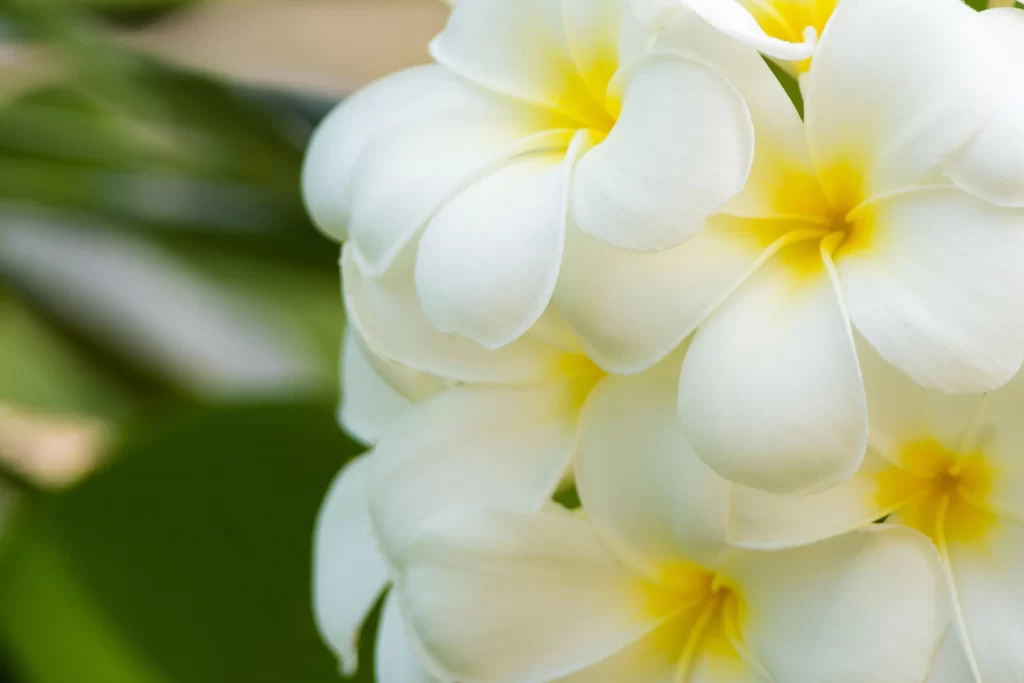 White Plumeria Petals Yellow Center Tropical