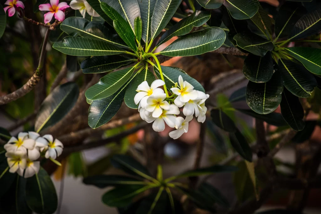 White Plumeria Petals Yellow Center Green dark Leaves
