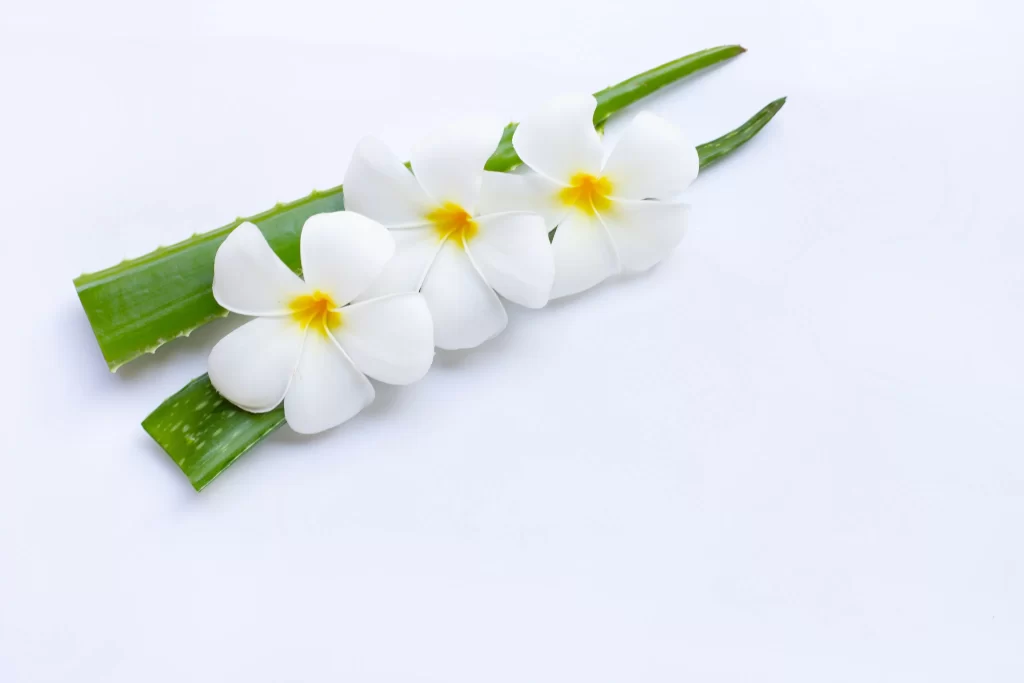 White Plumeria Petals Yellow Center Green Leaves
