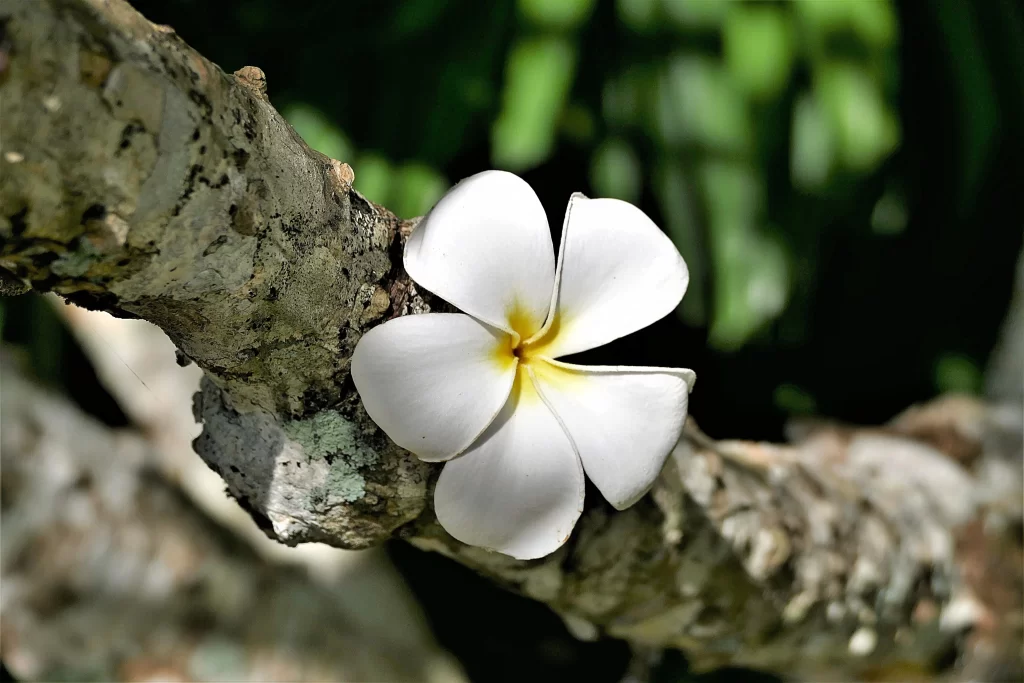 White Plumeria Petals Yellow Center gray Branch
