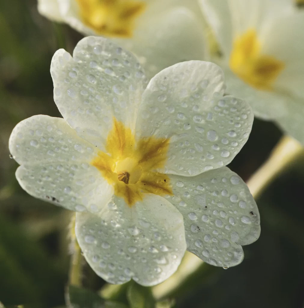 White Primrose Petals Dewdrops Yellow Center