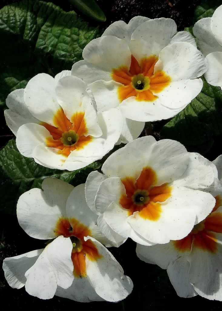 White Primrose Petals Orange Center Green Leaves