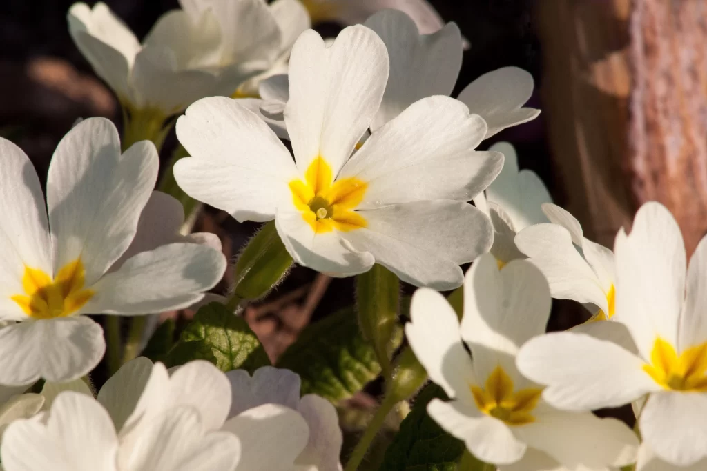 White Primrose Petals Yellow Center Delicate Blooms