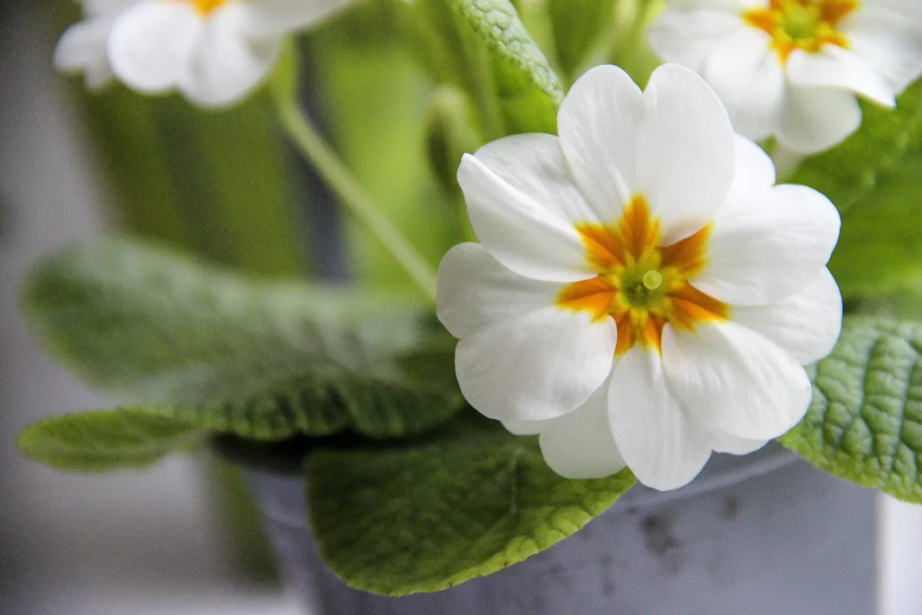 White Primrose Petals Yellow Center Green gray Leaves