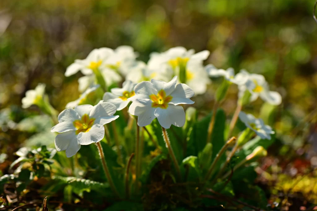 White Primrose Petals Yellow Center Sunlight