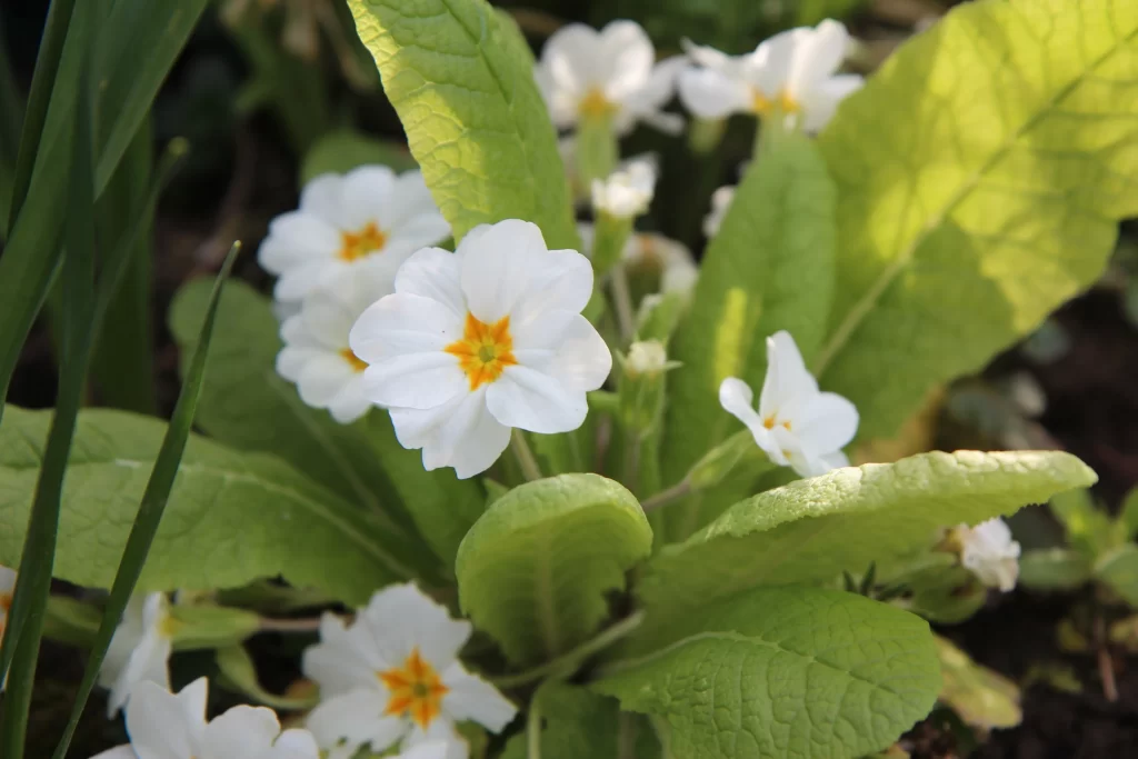 White Primrose Petals Yellow Center Green warm Leaves