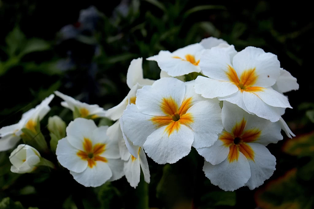 White Primrose Petals Yellow Center