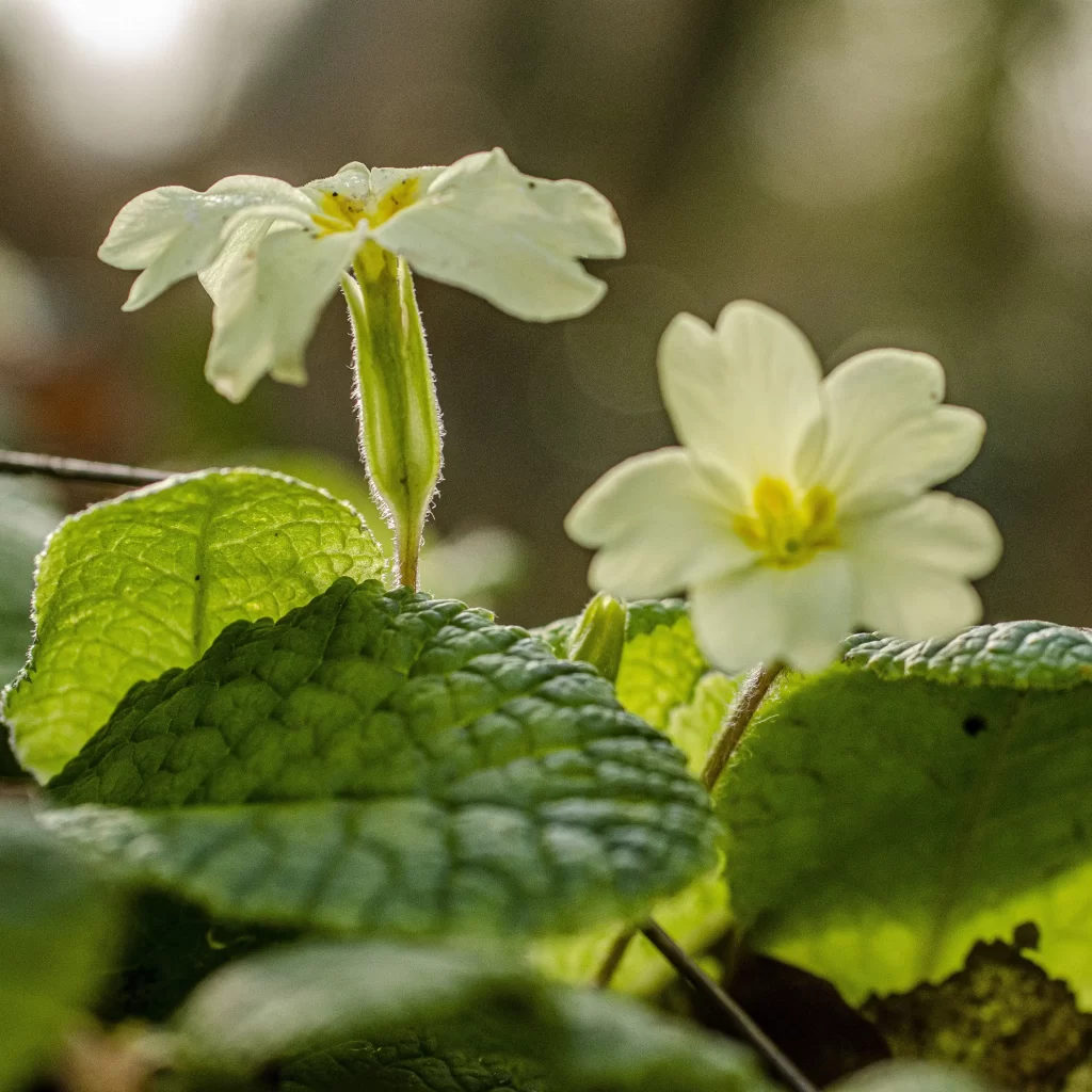 White Primrose Petals Yellow Center Green warm Leaves