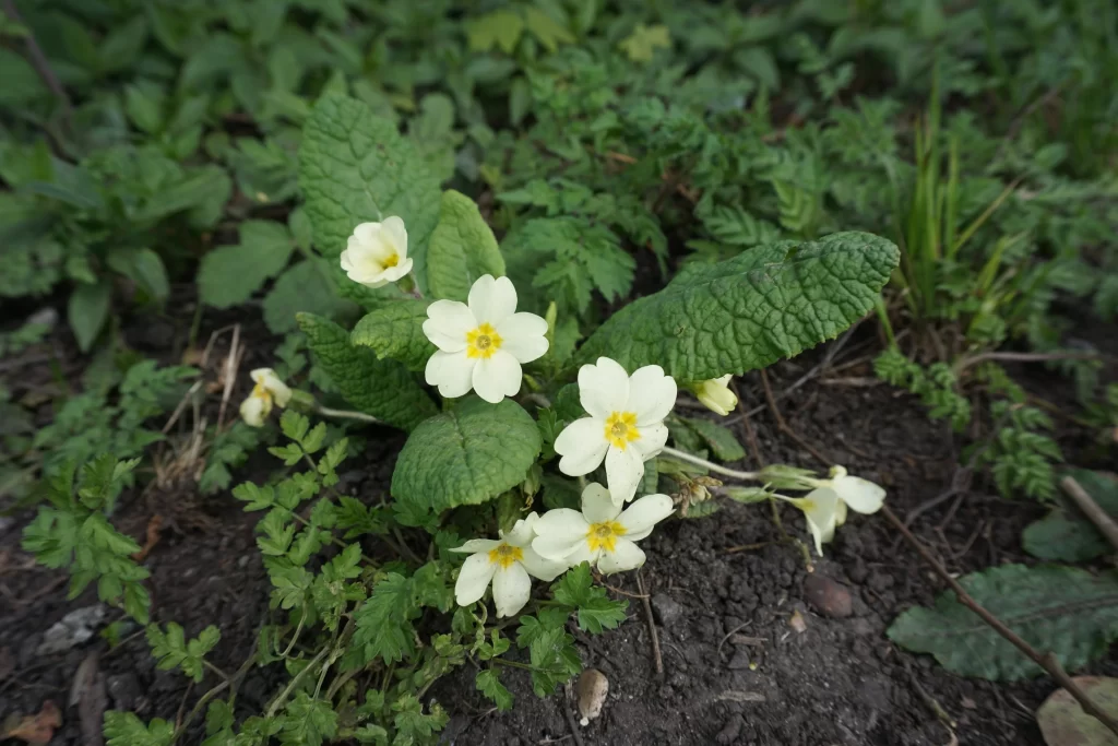 White Primrose Petals Yellow Center Green gray Leaves