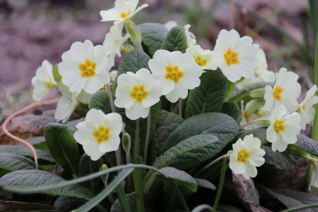 White Primrose Yellow Center Petals Green gray Leaves