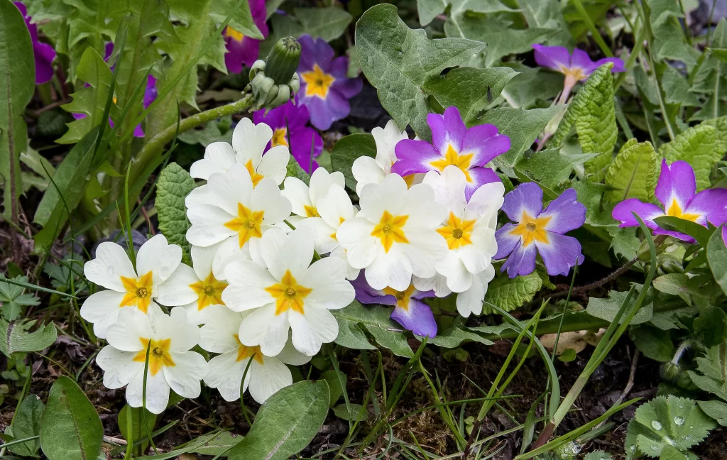 White Primrose Yellow Center Petals Purple Flowers Green Leaves