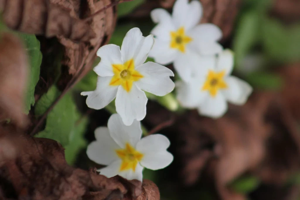 White Primrose Yellow Center Petals gray Nature