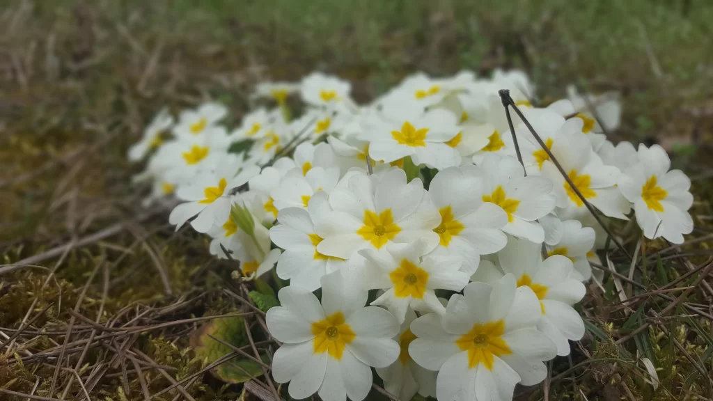 White Primrose Yellow Center Petals gray Nature
