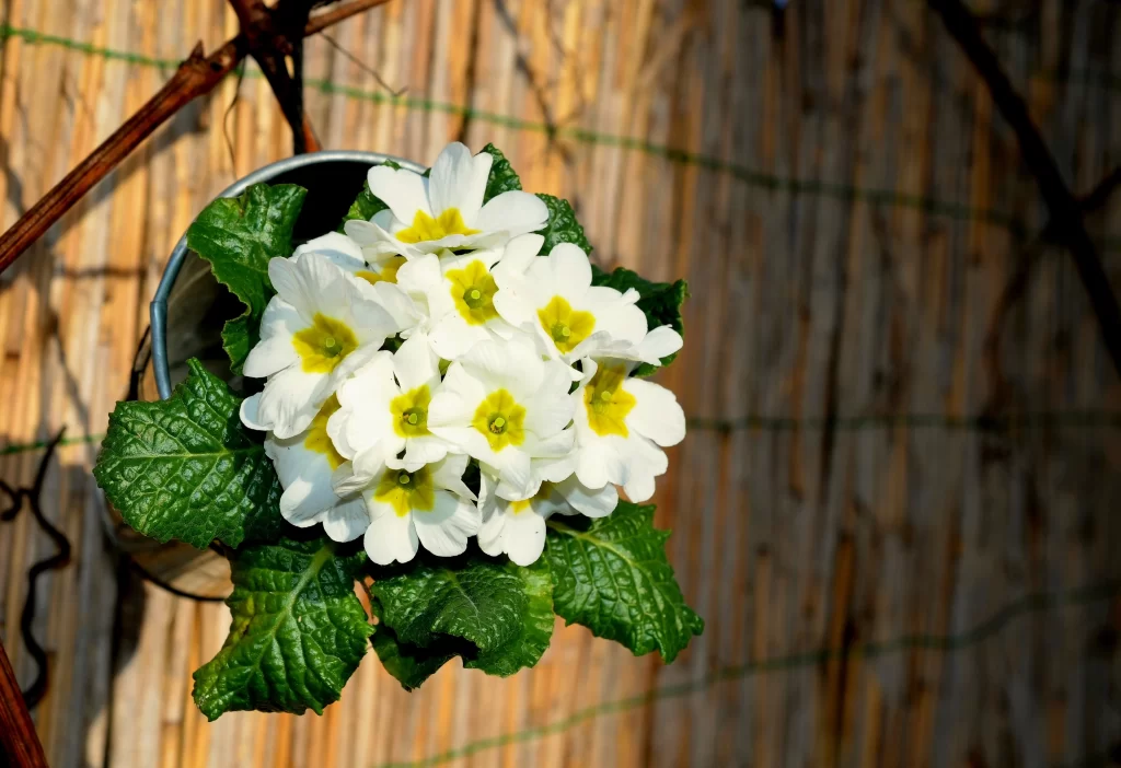 White Primrose Yellow Center Petals Green warm Leaves