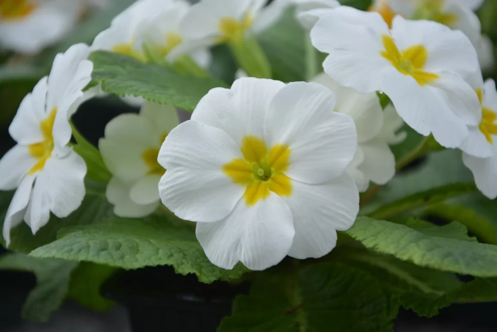 White Primrose Yellow Center Petals Green gray Leaves